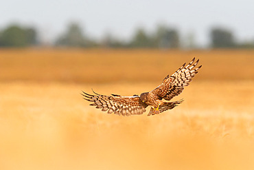 Montagu's Harrier (Circus pygargus) adult female returning to the nest with prey to feed the young. Calvados, Normandy, France