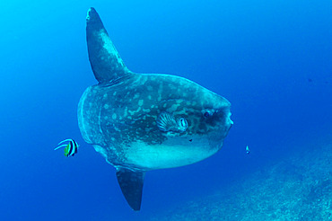 Sunfish (Mola mola), Nusa Penida, The Wall and Manta Point, Bali, Indonesia.