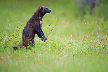 Adult wolverine (Gulo gulo) standing on its hind legs for observation at the edge of a boreal forest in Finland.