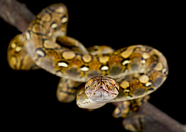 Reticulated python (Malayopython reticulatus)