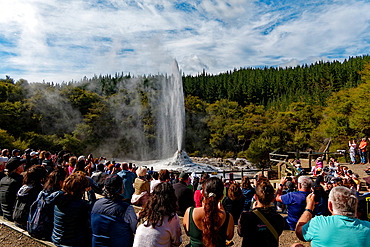 Artificial geyser, Waiotapu geothermal area, for tourism, North Island, New-zealand