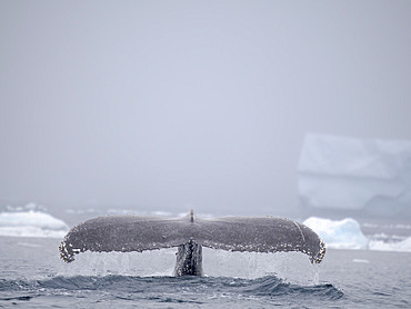 Humpback Whale (Megaptera novaeangliae), close to the Antarctic Peninsula during late summer. Polar Region, Southern Ocean, Antarctic Peninsula