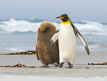 King Penguin (Aptenodytes patagonicus) chick follows adult in the Falkland Islands in the South Atlantic. South America, Falkland Islands, Saunders Island