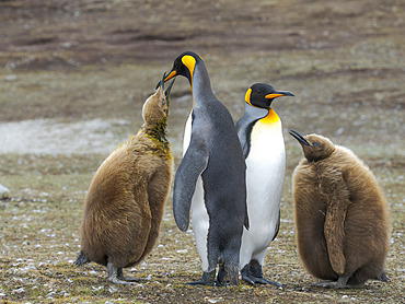 King Penguin (Aptenodytes patagonicus) on the Falkland Islands. South America, Falkland Islands, Volunteer Point