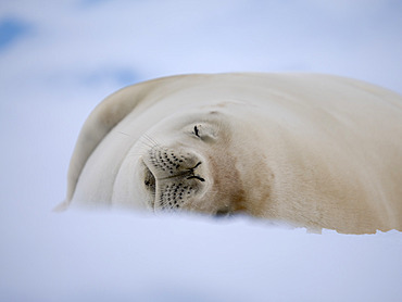 Crabeater seal (Lobodon carcinophaga) resting on an ice floe, Antarctica, Antarctic Peninsula, Portal Point