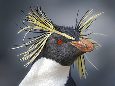 Moseley's penguin (Eudyptes moseleyi) also called Northern Rockhopper Penguin on Bleaker Island. Breeding on Tristan da Cunha and Gough Island, on the Falklands it is a extremely rare vagrant. South America, Falkland Islands, summer