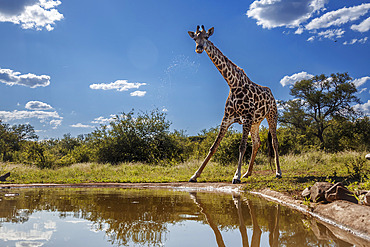 Giraffe (Giraffa camelopardalis) drinking at waterhole in Kruger National park, South Africa