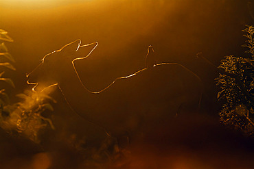 Common Impala (Aepyceros melampus) with oxpecker silhouette sunrise light in Kruger National park, South Africa