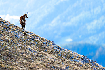 Alpine Chamois (Rupicapra rupicapra), Alps, Austria