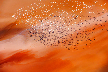 Lesser Flamingos (Phoeniconaias minor), in flight, Lake Magadi, Kenya, Africa