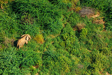 Savannah shrub landscape with African savannah elephant (Loxodonta africana), Portion of the rift valley between Lake Magadi and Lake Natron, Kenya