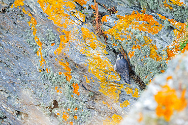 Peregrine falcon (Falco peregrinus) on the cliffs of Groix island, Morbihan, Brittany, France.