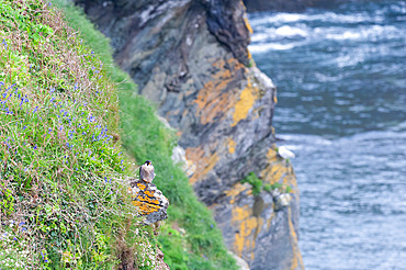 Peregrine falcon (Falco peregrinus) on the cliffs of Groix island, Morbihan, Brittany, France.