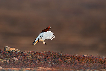 Willow ptarmigan (Lagopus lagopus), adult male in flight over the tundra in Varanger, Norway.