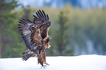 Golden eagle (Aquila chrysaetos), adult landing in winter, Kuusamo region, Finland.