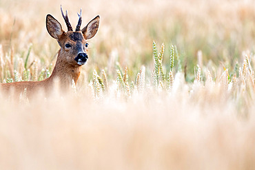 Roe deer (Capreolus capreolus), young buck in a wheat field, Calvados, Normandy, France