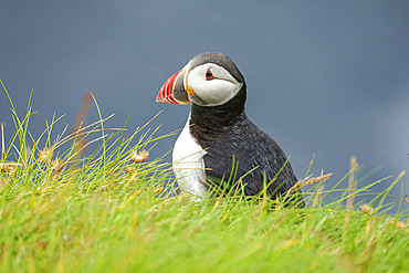 Atlantic puffin (Fratercula arctica) portrait, Sumburgh Head Lighthouse, Nature Reserve, Shetland, Scotland, UK, Atlantic Ocean.