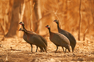 Helmeted guineafowl (Numida meleagris), group, Niokolo Koba National Park, Senegal