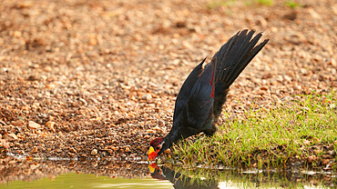 Violet turaco (Tauraco violaceus) on the edge of a pond, Niokolo Koba National Park, Senegal