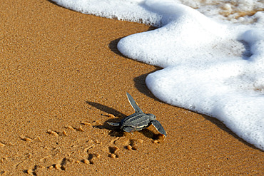 Emergence of a young leatherback turtle (Dermochelys coriacea), Remire-Montjoly, French Guiana