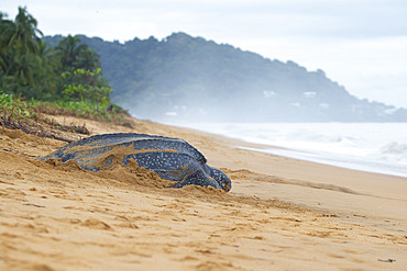 Leatherback turtle (Dermochelys coriacea) female returning to the sea after laying eggs at sunrise, Remire-Montjoly, French Guiana