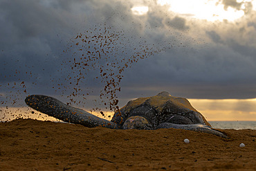 Leatherback turtle (Dermochelys coriacea) covering its nest after laying eggs, Remire-Montjoly, French Guiana