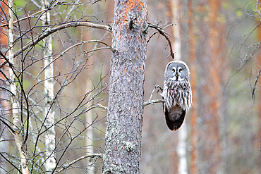 Adult Great Gray Owl (Strix nebulosa) perched on a pine branch in spring in Finland.