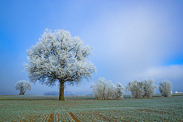 Frosted tree in a field in winter, Ain, Rhone-Alpes, France