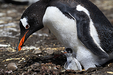 Gentoo Penguin (Pygoscelis papua) with chicks, Carcass island, Falkland.