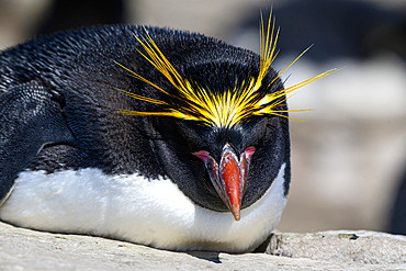 Macaroni Penguin (Eudyptes chrysolophus), Peeble island, Falkland