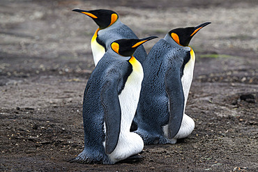 King Penguin (Aptenodytes patagonicus) brooding eggs, Saunders island, Falkland