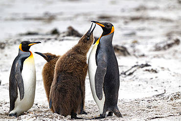 King Penguin (Aptenodytes patagonicus) one year old chick claiming food from an adult, Saunders island, Falkland