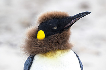 King Penguin (Aptenodytes patagonicus), head of a molting chick, Saunders island, Falkland