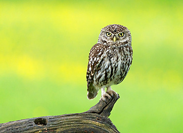 Little owl (Athena noctua) perched on a branch, England