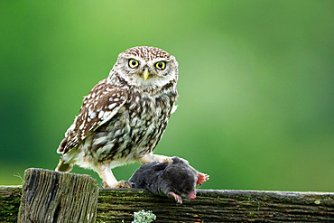 Little owl (Athena noctua) perched on a fence with a mole in his talons, England