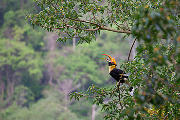 Great hornbill (Buceros bicornis) swallowing a fig, Khao Yai national Park, Thailand