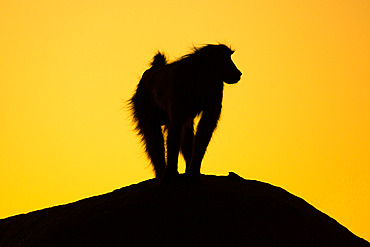 A silhouette of a Chacma baboon (Papio ursinus), also known as the Cape baboon, against the orange sunrise, Augrabies national Park, South Africa