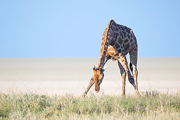 Giraffe (Giraffa camelopardalis) bending down to eat grass in the barren landscape of the Etosha pan, Etosha National Park, Namibia