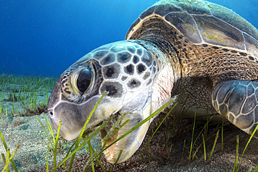 Green sea turtle (Chelonia mydas) in seagrass - seagrass, sebadal, seba (Cymodocea nodosa). Of all the sea turtles that exist, it is the only omnivorous species, feeding in its subadult and adult state on marine plants and algae. Underwater bottoms of the Canary Islands, Tenerife.