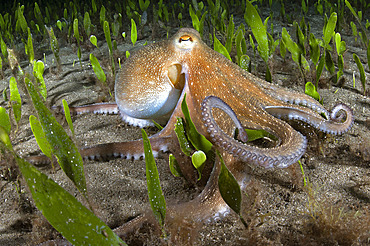 Octopus (Octopus vulgaris) hunting in a marine meadow (Cymodocea nodosa). Marine invertebrates of the Canary Islands, Tenerife.