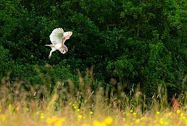 Barn owl (Tyto alba) flying at sunset, England