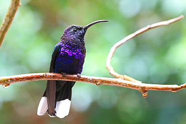 Violet Sabrewing (Campylopterus hemileucurus) adult male on a branch, Costa Rica