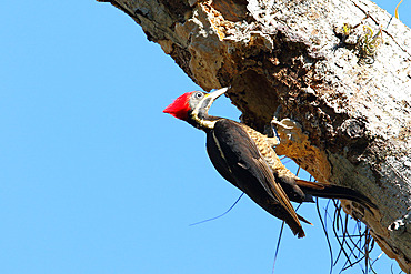 Lineated Woodpecker (Dryocopus lineatus) adult female looking for larvae on a trunk against a blue sky, Costa Rica