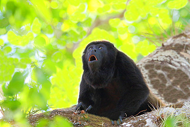 Mantled howler (Alouatta palliata) adult male howling on his territory, Pacific coast, Costa Rica