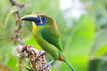 Blue-throated Toucanet (Aulacorhynchus caeruleogularis) adult female perched observing, Costa Rica