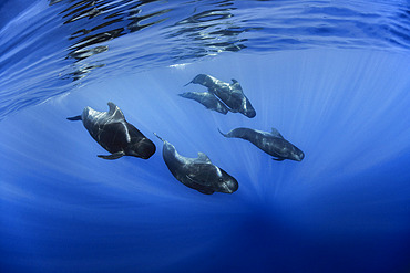 Pilot whale (Globicephala macrorhynchus). Tenerife, Canary Islands.