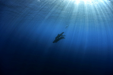 Pilot whale (Globicephala macrorhynchus). Tenerife, Canary Islands.