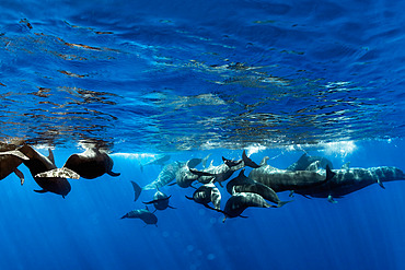 Pilot whale (Globicephala macrorhynchus). Tenerife, Canary Islands.