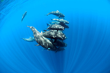 Pilot whale (Globicephala macrorhynchus). Tenerife, Canary Islands.