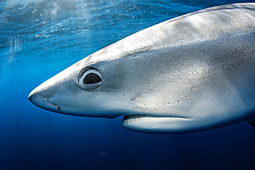 Blue shark (Prionace glauca). North Atlantic Ocean, Canary Islands.